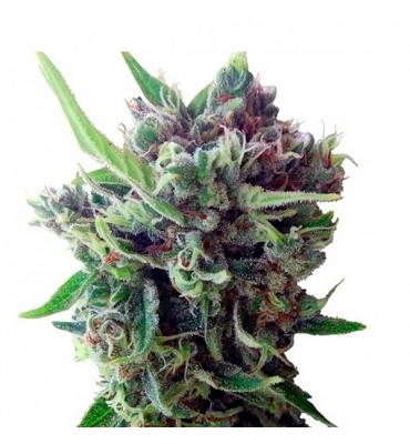 Auto Zamaldelica. fem. Ace...