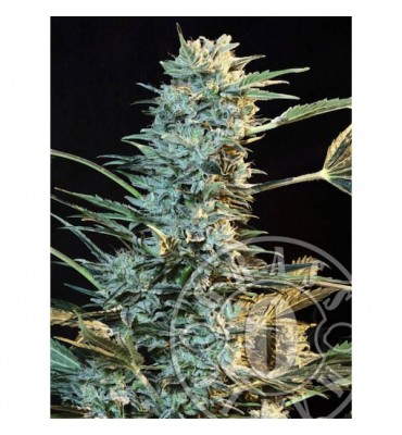 Auto Ak. fem. Grassomatic