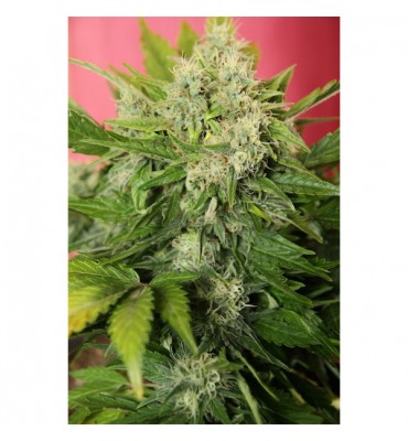 Auto Chronic Ryder. fem....