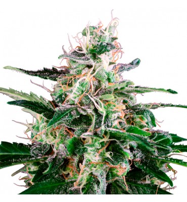Auto Master Kush. fem....