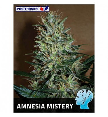 Amnesia Mistery. fem....