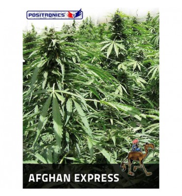 Auto Afghan Express. fem. Positronics