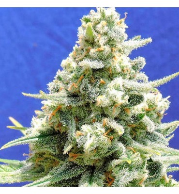 Amnesia Lemon Kush. fem....