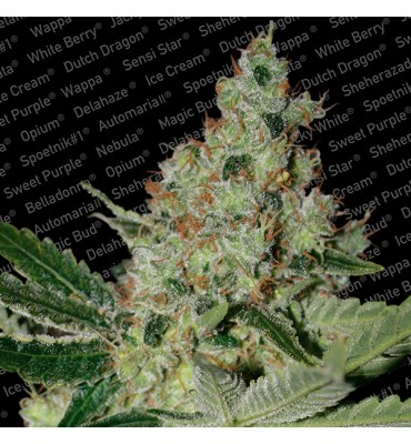 Acid. fem. Paradise Seeds