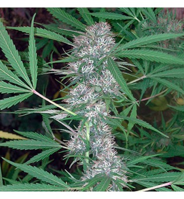 Caribe. fem. Cannabiogen
