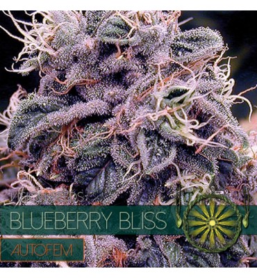 Auto Blueberry Bliss 3 u. fem. Vision Seeds