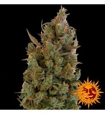 Blue Cheese. fem. Barney's