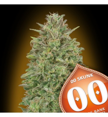00 Skunk 5 u. fem. 00 Seeds