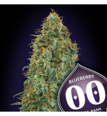 Blueberry 25 u. fem. 00 Seeds