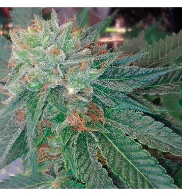 Blueberry OG . fem. Barney`s