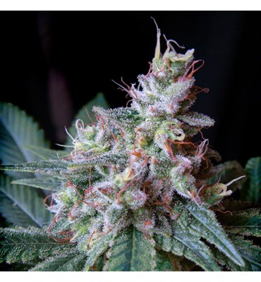 Cream Caramel . Sweet Seeds