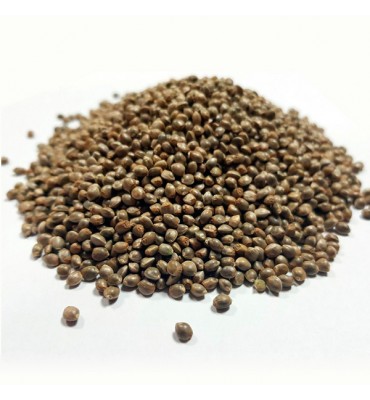 Auto Black Domina Granel