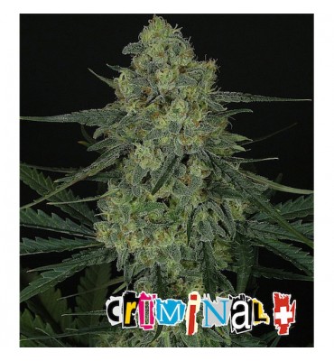 Criminal . Ripper Seeds