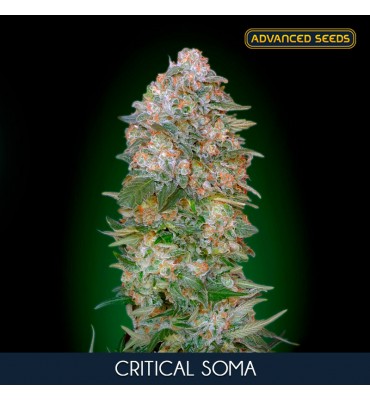 Critical Soma. fem. Advanced Seeds