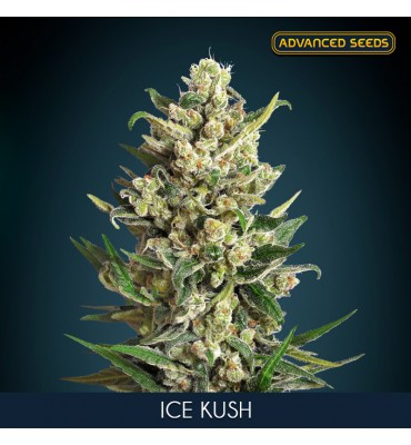 Ice Kush . fem. Advanced Seeds