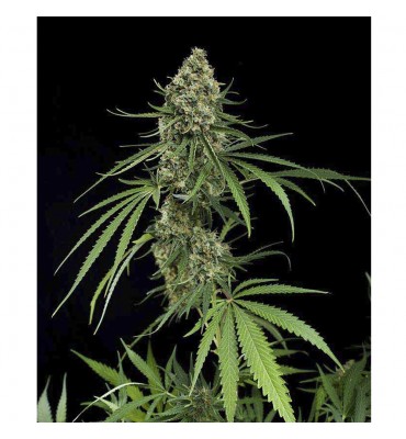 Critical +
