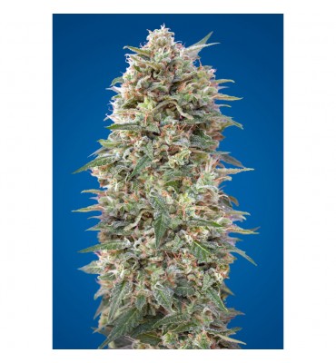California Kush. ( 5...